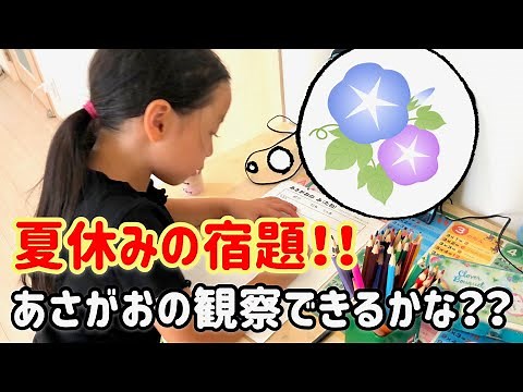 【夏休みの宿題】あさがおの観察 あさがおの種 小学1年生 夏休み 観察記録 お庭で観察 アサガオ 宿題 はじめての夏休み
