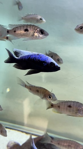 Wild Copadichromis Trewavasae, Lupingu💎 | Rosendal Malawi Center