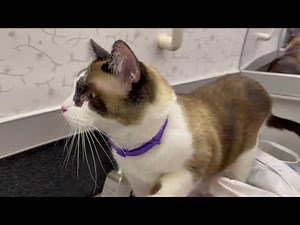 First time bringing cat in cabin from USA to Thailand. (26 Hrs. flight)