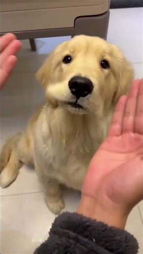 The world is a mess, the puppy mends and plucks. #GoldenRetriever #CutestDog #DogsCanCureAllUnhappin