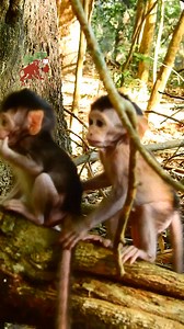 Wow two little newborn monkey learn to walk on tree step by step, Monkey Camp 15.025K | MonkeyCamp