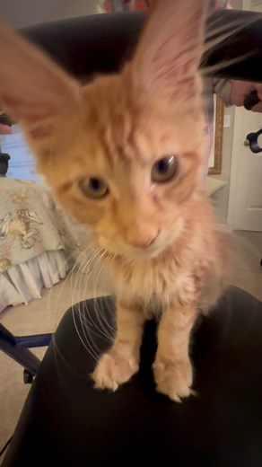 193K views · 16K reactions | Yup we stopped to see our grandma!  look at Siren ride her walker. I also included the video from June when Siren was just a kitten!!!! Just look at how much she’s grown. I was taking a nap so no video of me today  #kitten #cat #cute #mainecoon | Fisher The Maine Coon | Facebook