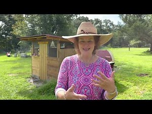 Why Black Australorp Is The Best Chicken Breed