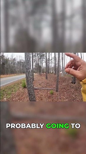 Precision Felling of a Dangerous Leaning Tree #chainsaw #removal