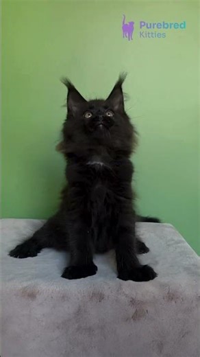 Adopt Omalia: The Unique Black & White Polydactyl Maine Coon Kitten 🖤🤍 #MaineCoon