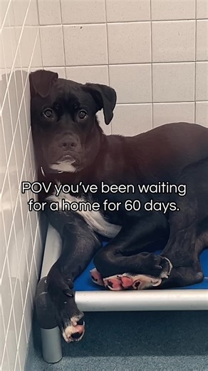 Adopt Thanos: Energetic 1-Year-Old Pup in Need of a Home