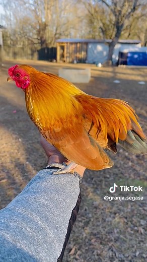 The smallest chicken in my backyard 😊 it’s a Kikiriki “bolo” rooster in breeding age. #Kiris #Kikiriki #Bolo #PuertoRican #ChickenBreed