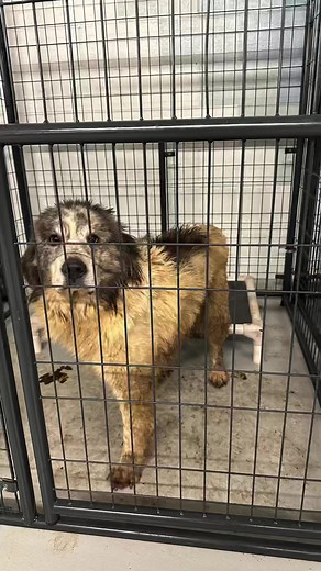 9.2K views · 549 reactions | Bijou was one of 175 animals rescued by...