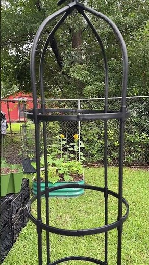 I Planted Pole Beans to Climb This Obelisk! 🌱