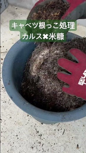 キャベツ根っこ処理🌿カルスNC-Rと米ぬかで土再生 #家庭菜園 #家庭菜園初心者 #土作り #カルスNCR #カルスnc #gardening