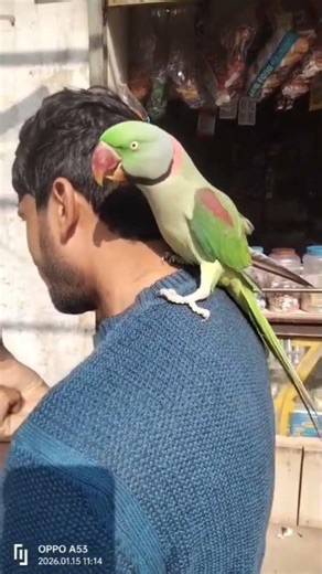 #birds #talkingparot #talkingparot #lovebirds #parrot #nonstoptalkingparrot