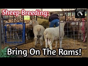 Sheep Breeding: Bring On The Rams! How We Breed Our Sheep/July 23, 2022