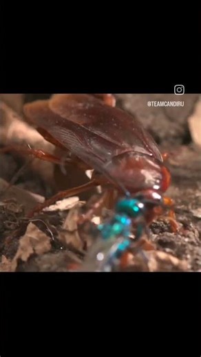 jewelled cockroach wasp making new friends. #insects