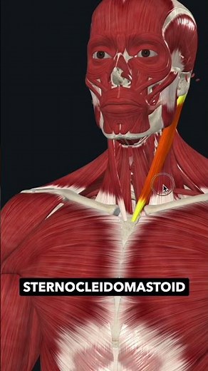 Exploring the Sternocleidomastoid Muscle and Its Role in Headaches