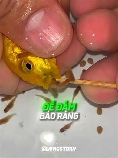 This fish SACRIFICED itself so that ITS CHILD could live 😭 🐟 #shorts