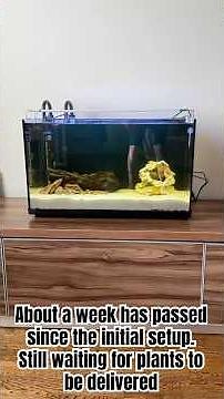 New Aquarium Setup (Days 1–3) - Hardscaping, Planting, New Fish | 84L Planted Father Fish Tank