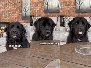 673K views · 10K reactions | Newfoundland Dog Tries Different Foods | Daisy the newfie | Facebook