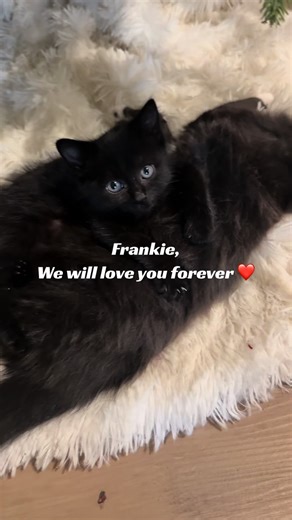Still process the huge loss of Frankie. It’s always so amazing what a tiny little kitten is able to do to your heart. She was such a little angel. 12 weeks was not long enough, but I promise we will honor her life. Thank you all for your support ❤️❤️