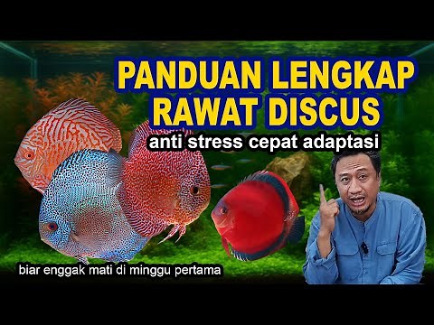 COMPLETE GUIDE TO CARE FOR DISCUS FISH - ANTI-STRESS, QUICK ADAPTATION SO THEY DON'T DIE EASY | M...