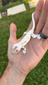 6.5K reactions · 430 shares | This high expression sable lilly white...