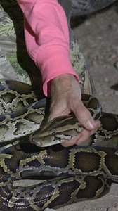 A contest to catch pythons — and save native species