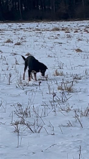 Instagram video by Dirty Dog Farm • Jan 6, 2026 at 3:30 AM