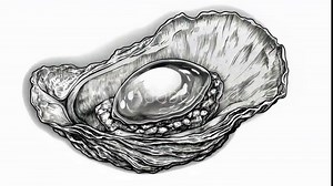 A detailed drawing of a large abalone shell with a single pearl inside
