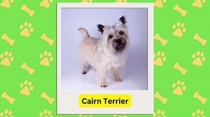 12 Breeds of Dogs That Will Kill Snakes