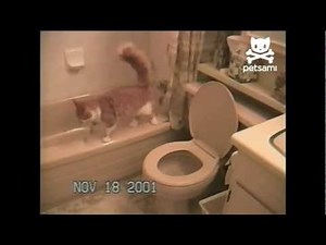 Cat flushes the toilet