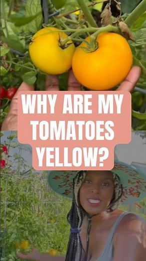 Why Are My Tomatoes Yellow? 🍅 Lemon Boy Tomatoes Explained #growingtomatoes