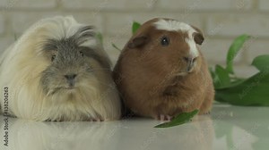 Two guinea pigs talk as announcers on television humor slow motion stock footage video