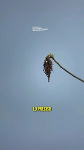 574K views · 1.6K reactions |  ¿Buscas mayor control en tu práctica de puntería? La Resortera de Precisión con Mira Láser te ofrece estabilidad, enfoque y mejor alineación gracias a su diseño ergonómico, nivel de equilibrio y agarre antideslizante. ✅ Ideal para entrenamientos recreativos  Envío GRATIS  Pago al recibir ⚠️ ¡Pocas unidades disponibles! | Mega Ofertas | Facebook