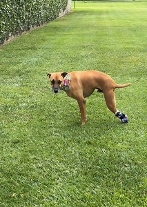 336K views · 4.9K reactions | Zeek has suffered unimaginable abuse, but he’s never given up. Now the journey begins to master his prosthetic which will protect his nub on his one back leg, but going forward this is imperative for his future wellbeing 料.#prostheticleg #unstoppable | The Unstoppable Dogs | Facebook
