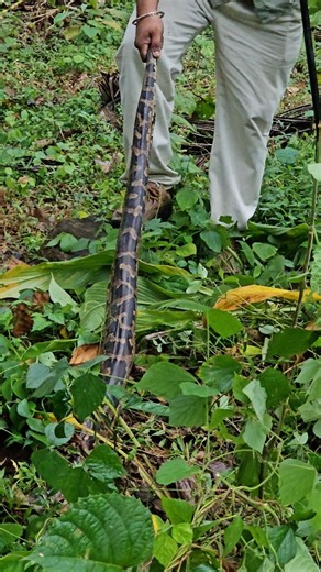 Linu Shajan on Instagram: "പെരുംപാമ്പിനെ പിടികൂടി 🙀🐍 Python rescue video #snake #python #nature #wildlife #rescue #keralaforest"