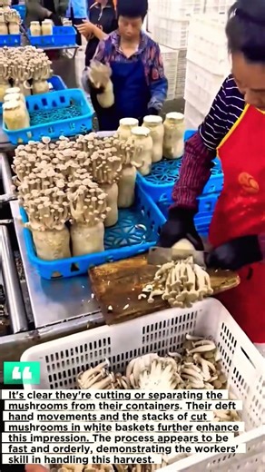 The Dexterous Process of Mushroom Cutting.