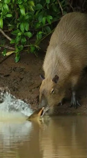 Massive Anaconda vs Capybara #anaconda #snakeattack #wildlife #viral