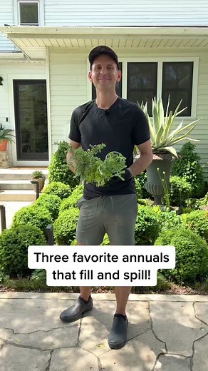 I’m planting up containers for summer. These are some of my favorite annuals; Lemon Coral sedum, flambé yellow strawflower, and silver mist licorice plant! #garden #gardener #containers