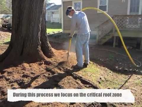 Aerating & De-Compacting Soil Around an Oak Tree