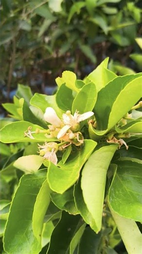 Lemon Tree Fast Buds: First Flowers! 🌱🍋✨#lemon #lemontree #lemonlove