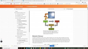 Photosynthesis/Respiration Worksheet