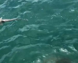 15K views · 64 reactions | WATCH: Video shows the moment a grouper devours a shark. (Everglades Fishing Company) | CBS 12 News | Facebook