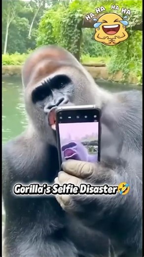 Gorilla Tried to Be Influencer But Failed🤣😂 #shorts #funny #gorilla