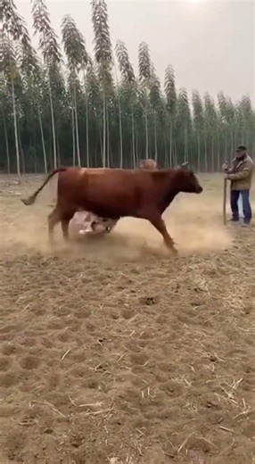 🐅 TIGER ATTACK! Tiger Bites Calf Before Cow Retaliates! 【衝撃】子牛を奪うトラに母牛が激突！決死の救助劇