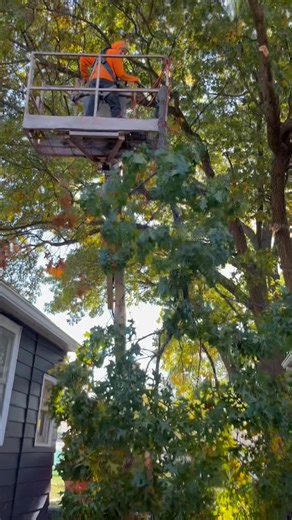 3.6K views · 33 shares | We had the privilege of providing tree...