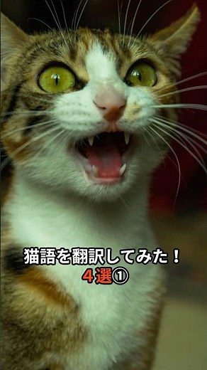 Translating Cat Language! 4 Examples (Part 1) 【Cat Trivia】
