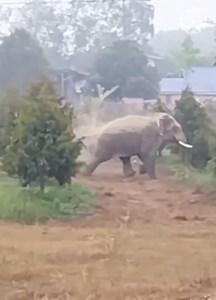 Angry elephant jumpscares the biker! | Science, Tech and Universe