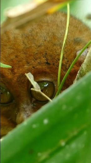"Secrets of the Tarsiers: Unveiling the Mysteries of their Behavior"##
