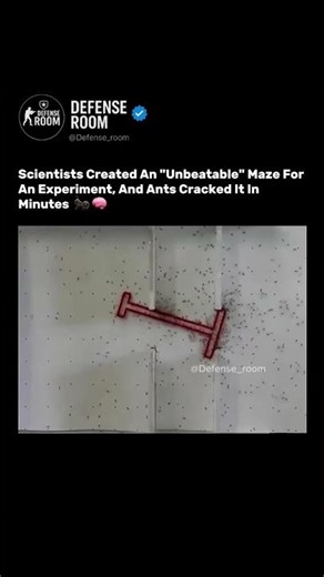 Scientists Built an “Unbeatable” Maze… Ants Solved It in Minutes! 🐜🧠