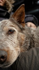 #dog #petlover #doglife | Australian Cattle Dog