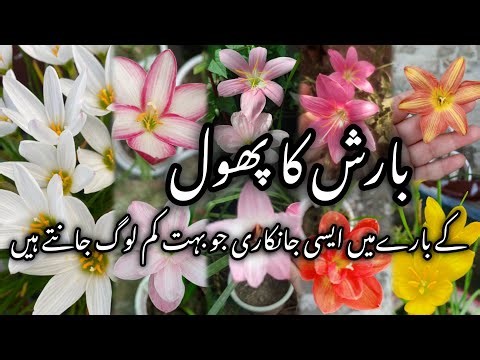 How grow rainlily/Get more Flowers in rain lily/rain lily seeds